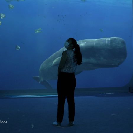 Mise En Avant Nausicaa Videlio 450×450